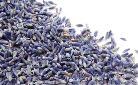 Lavender (Lavandula Angustifolia)