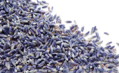 Lavender (Lavandula Angustifolia)